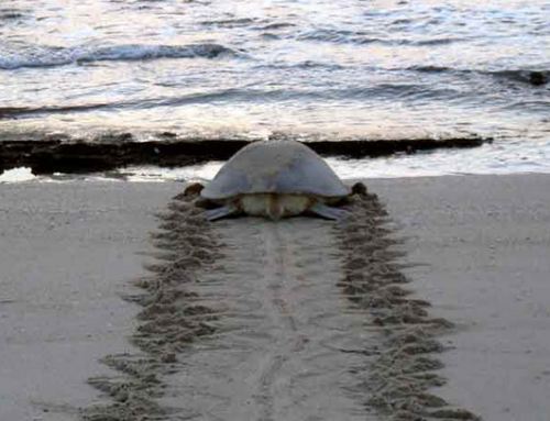 Does Perseverance Lead to Perfection?